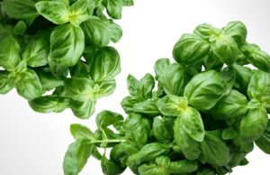 Using Parsley to Elevate Your Dishes✔️ herbs
