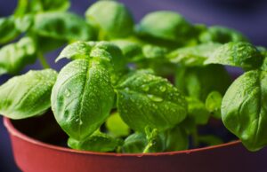 How do I make homemade herb-infused oils and vinegars for the kitchen?✔️ herbs
