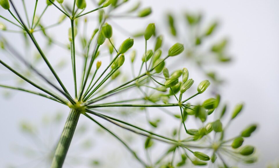herbs