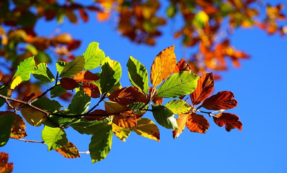 fall-foliage-2822593_960_720.jpg herbs