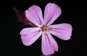 The Health Benefits of Cooking with Herbs in Your Everyday Meals✔️ herbs