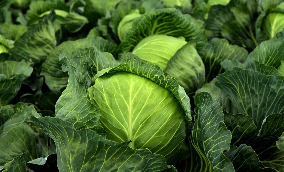 kohl-3722517_960_720.jpg herbs
