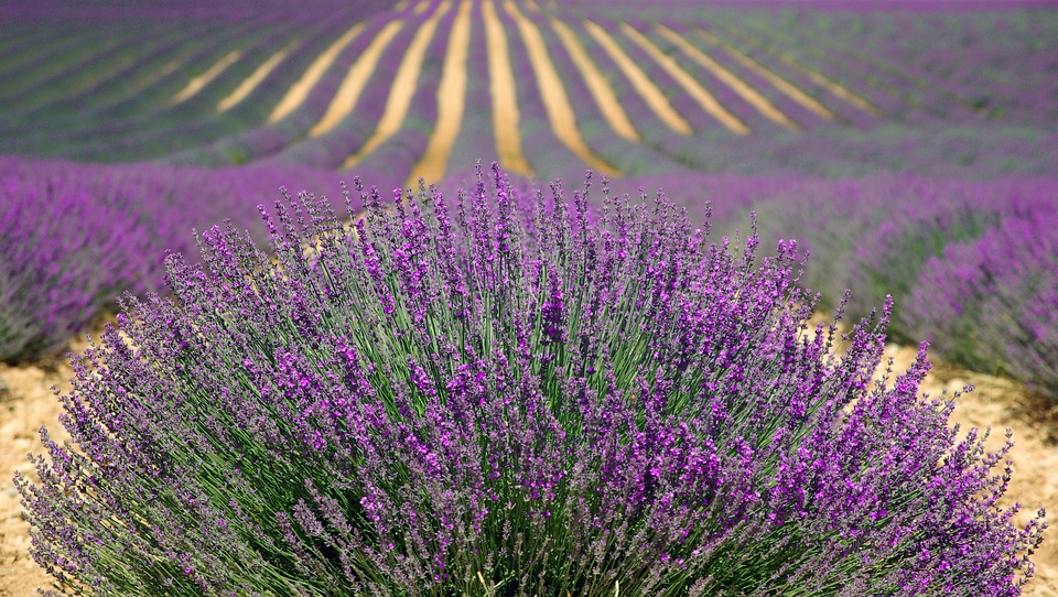 lavenders-894919_960_720.jpg herbs