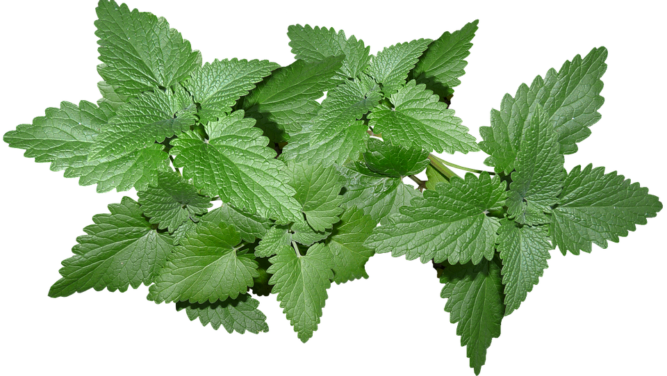 leaves-3519785_960_720.png herbs
