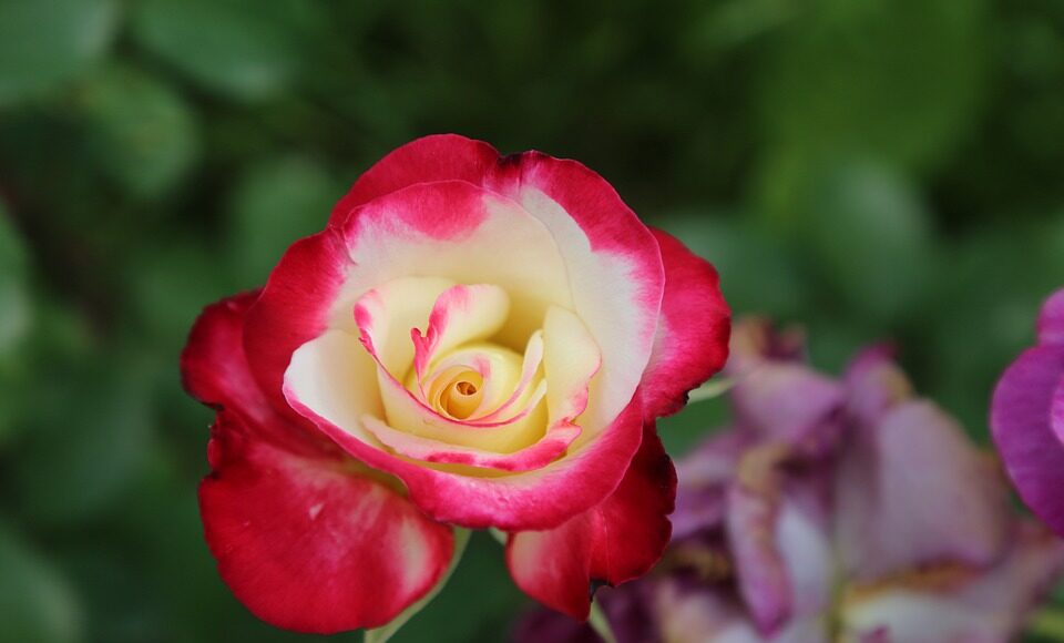 rose-3471111_960_720.jpg herbs