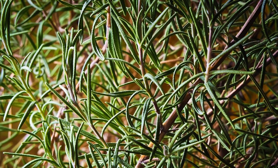 herbs