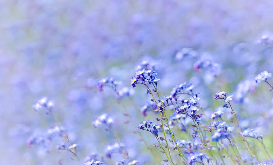 spring-315242_960_720.jpg herbs