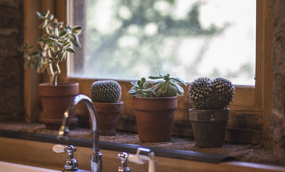cactus-2556000_960_720.jpg clean kitchen