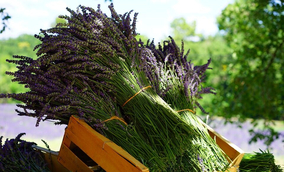 lavender-1595608_960_720.jpg herbs