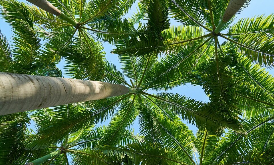 tree-2387626_960_720.jpg herbs