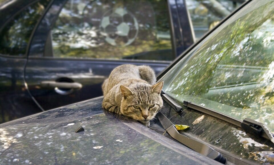 cat-961987_960_720.jpg machine cleaner