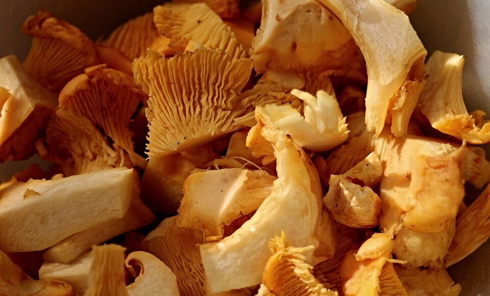 chanterelles-2690531_960_720.jpg clean cut kitchen