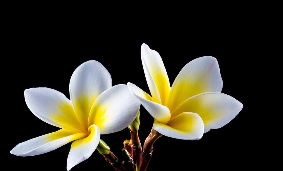 flower-359396_960_720.jpg flour