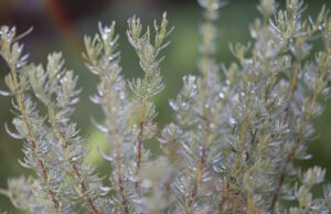 Discovering the Culinary Wonders of Overlooked Herbs and Spices✔️ herbs