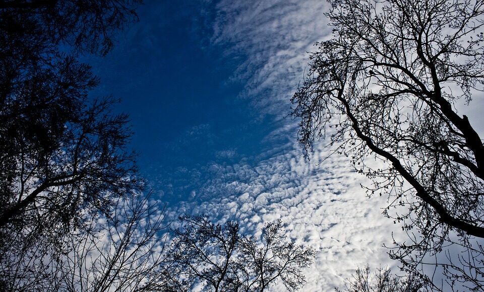 tree-1899767_960_720.jpg
