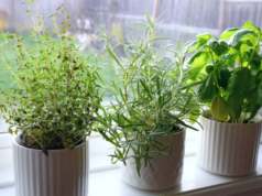10 Must-Have Kitchen Herbs for Beginner Gardeners✔️