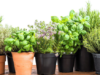 Herb Garden Essentials: The Best Herbs for Cooking at Home✔️
