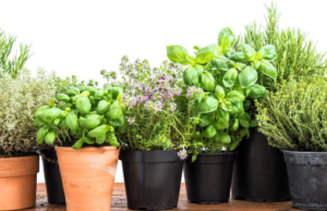 How to Start a Successful Indoor Herb Garden✔️
