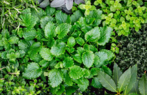 How to Create a Mini Herb Garden in Your Tiny Kitchen✔️