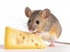 Taste the Difference: How Different Aging Techniques Produce Unique Cheese Flavors✔️ the science behind cheese aging and flavors